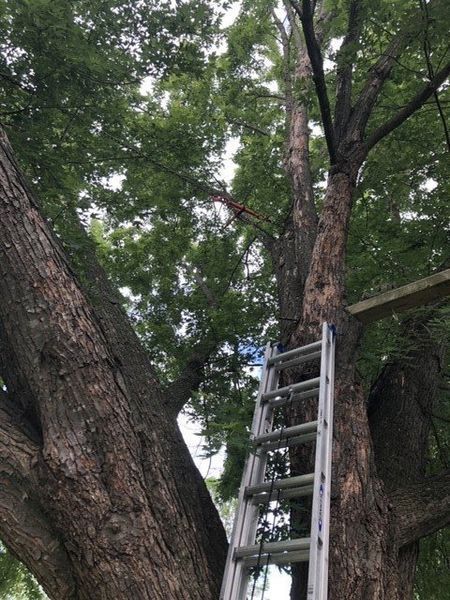 A person is standing on a ladder next to a tree.
