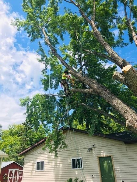 A man is climbing a tree in front of a house.