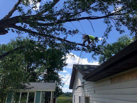 A man is climbing a tree next to a house.