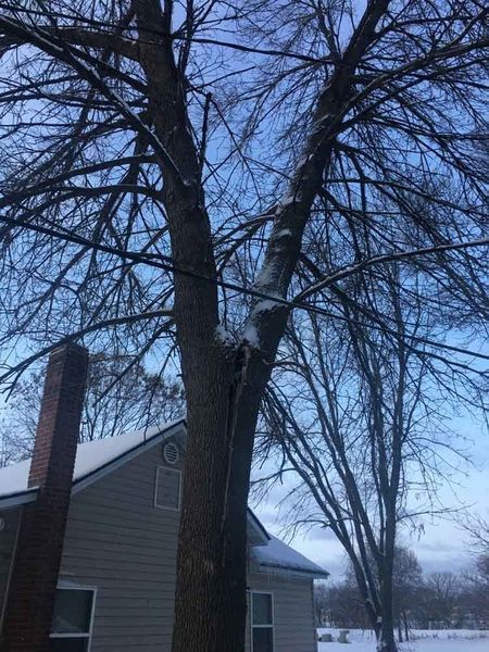 A tree with snow on it is in front of a house.
