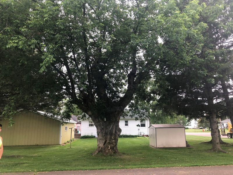 A large tree is in the middle of a grassy yard