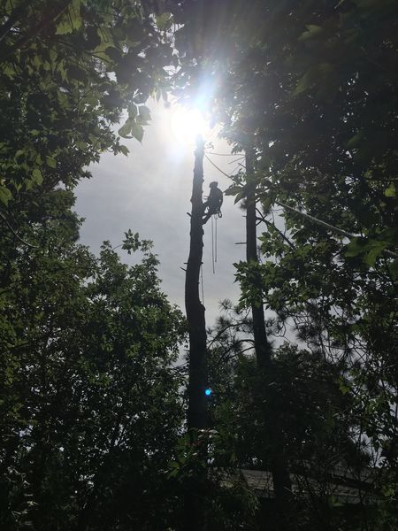 A man is climbing a tree with the sun shining through the trees.