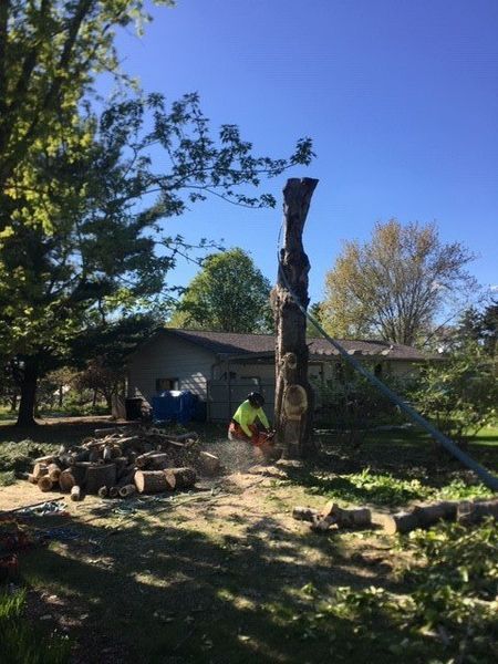 A man is cutting a tree with a chainsaw in front of a house.