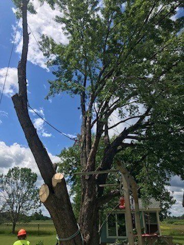 A man is standing next to a tree that has been cut down.