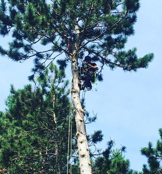 A man is climbing up a tree with ropes