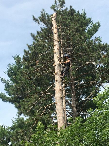 A man is climbing a tree with a chainsaw.