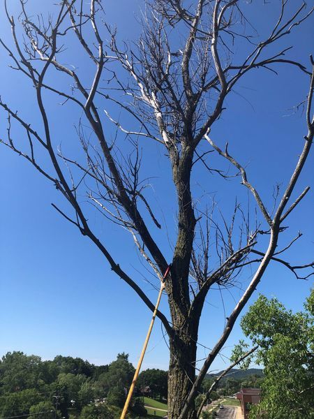 A tree with a lot of branches and a blue sky in the background