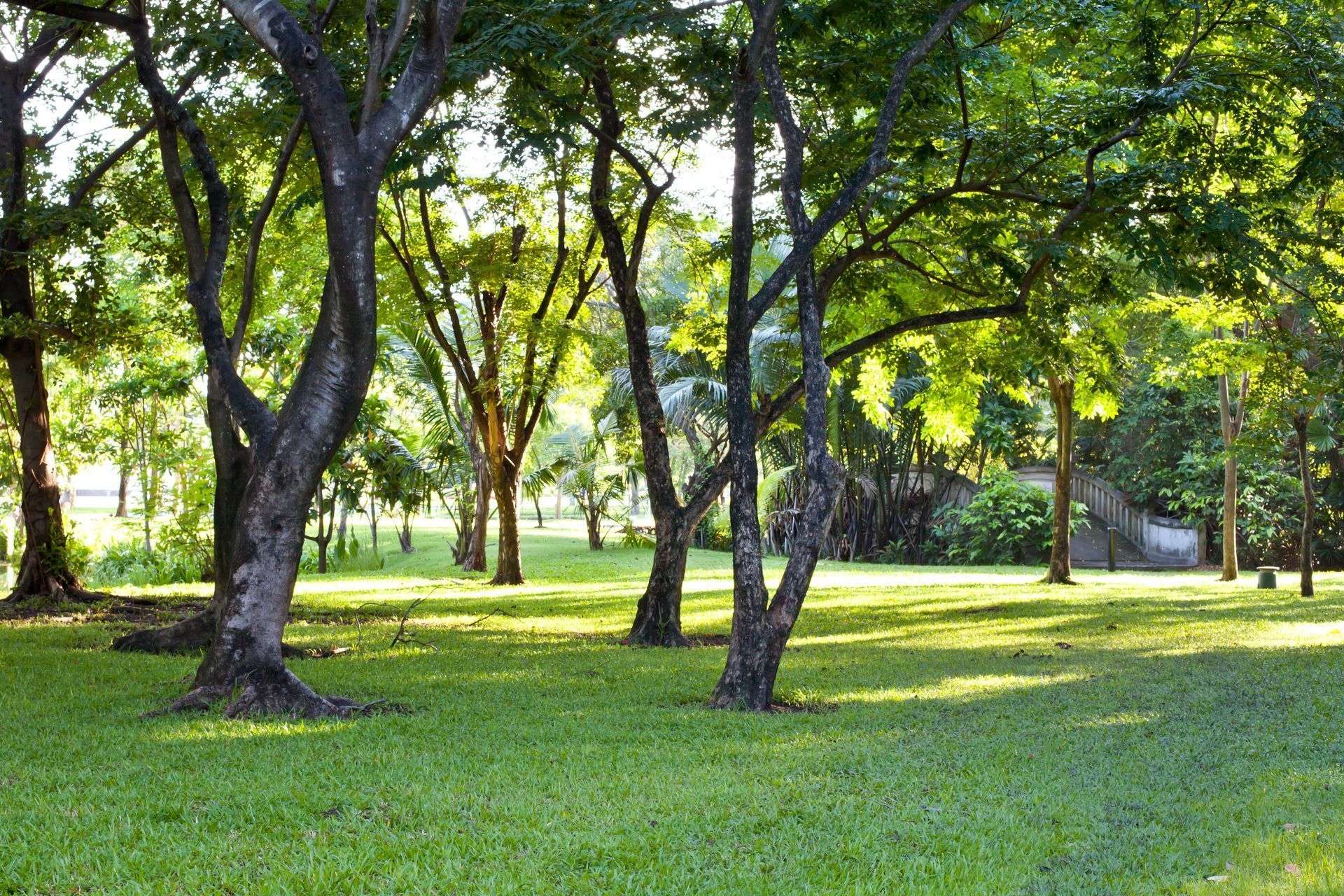 A lush green park with trees and grass on a sunny day
