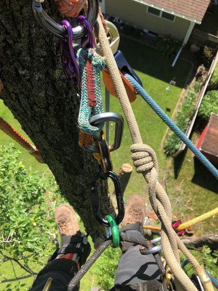 A person is climbing a tree with ropes and carabiners.