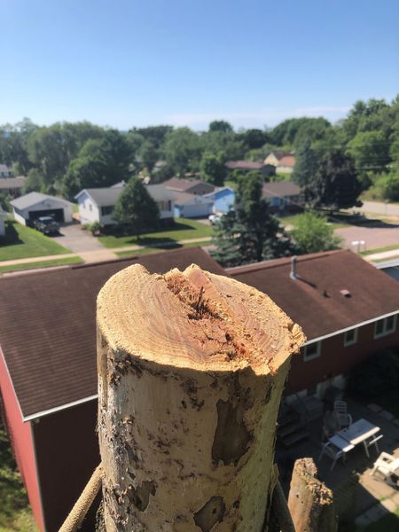 A tree stump is sitting in front of a residential area