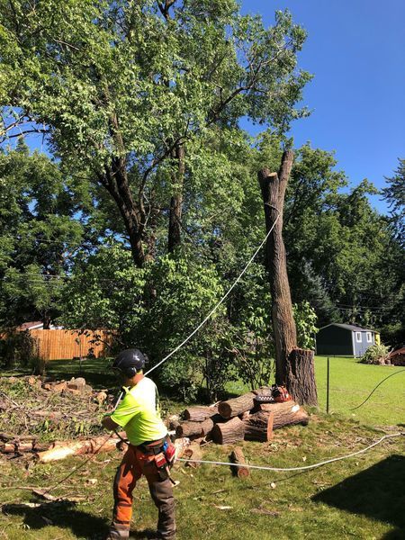 A man is cutting down a tree with a chainsaw.