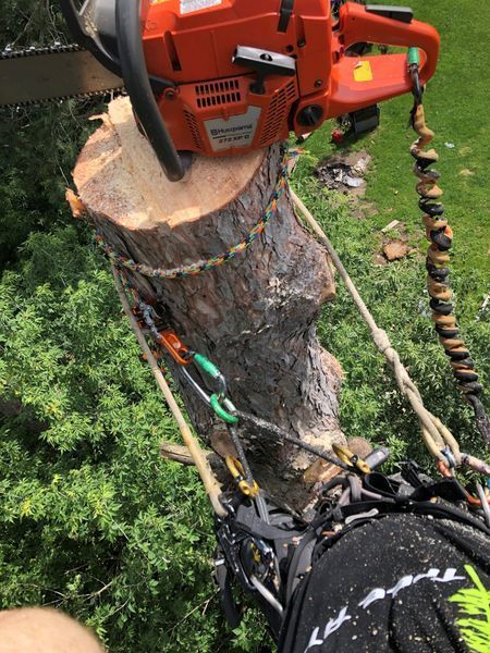 A person is cutting a tree stump with a chainsaw.
