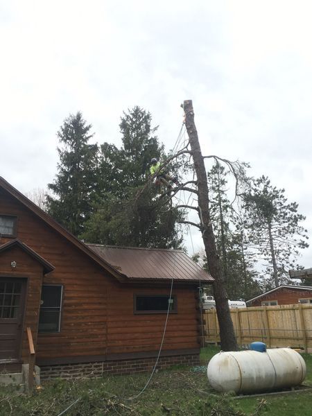 A man is climbing a tree in front of a log cabin.
