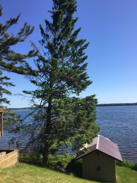 A small house is sitting on the shore of a lake next to a tree.