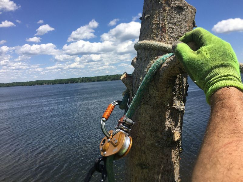 A person wearing green gloves is climbing a tree next to a body of water.