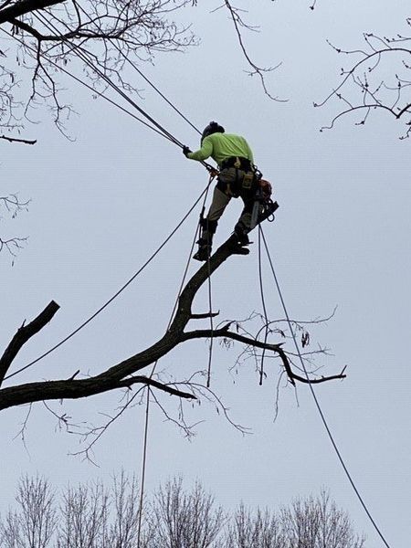 A man in a green shirt is hanging from a tree branch