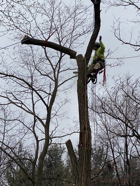 A man is climbing a tree with a chainsaw.