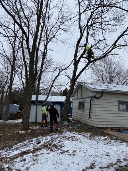 A group of people are working on a tree in front of a house.
