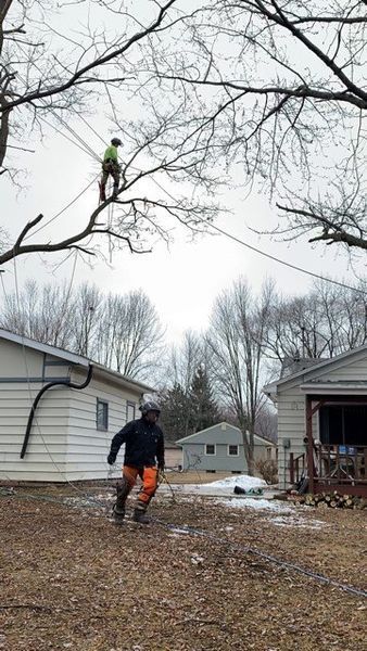 A man is climbing a tree in front of a house.