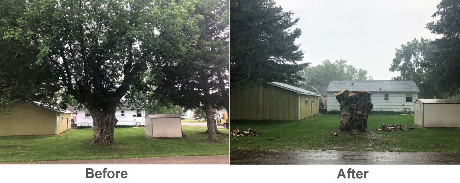 A before and after picture of a tree being cut down.