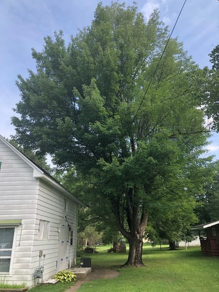 A white house with a large tree in front of it.