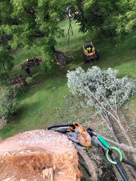 An aerial view of a tree being cut down in a yard.