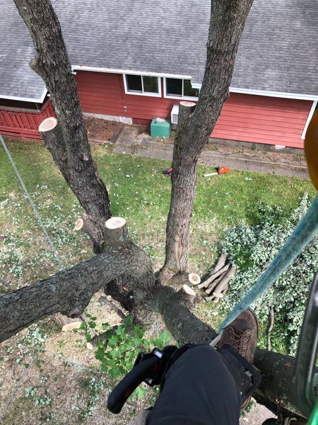 A person is climbing a tree in front of a house.
