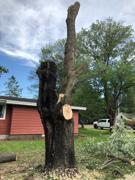 A tree that has been cut down in front of a house.