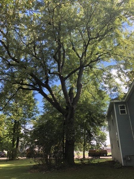 A large tree in front of a house on a sunny day