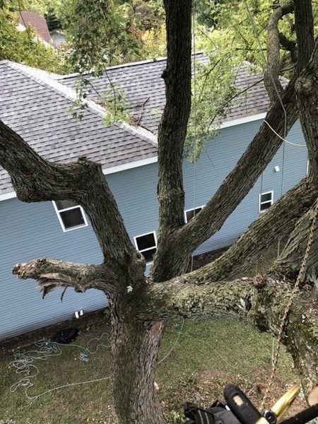 A person is cutting a tree in front of a house.