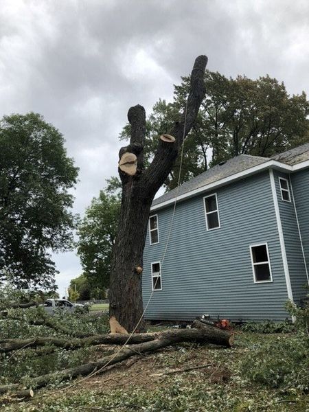 A large tree is sitting in front of a blue house.