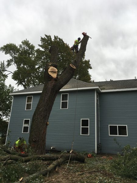 A tree is being cut down in front of a blue house