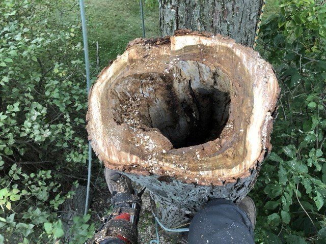 A person is cutting a tree stump with a chainsaw.