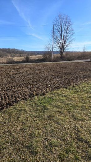 A dirt field with a tree in the background on a sunny day.