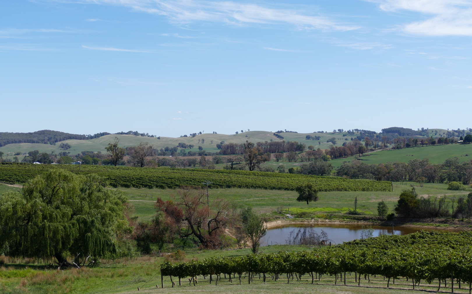 A view of a vineyard with a pond in the middle of it at Courabyra Wines estate