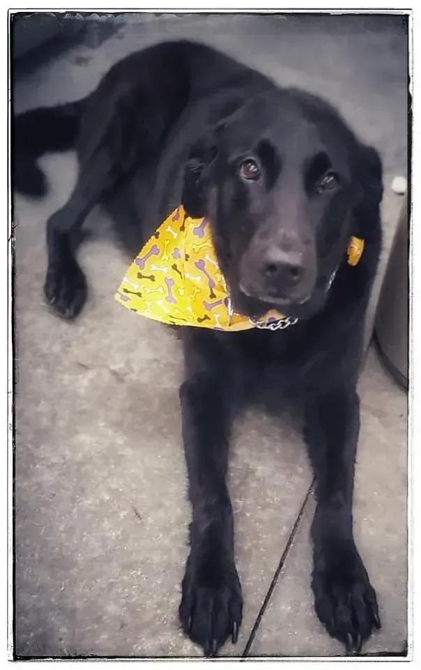 Black dog wearing a yellow bandana, lying on the floor, looking up at the camera. Black dog wearing a yellow bandana, lying on the floor, looking up at the camera.