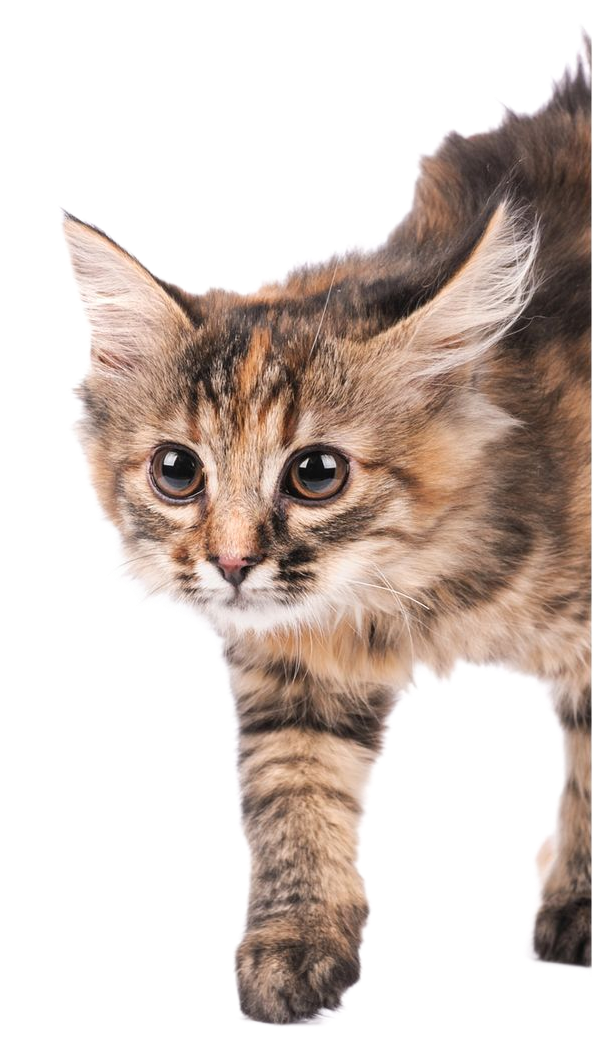 Fluffy tabby cat with ears back, arched back, and focused, fearful expression.