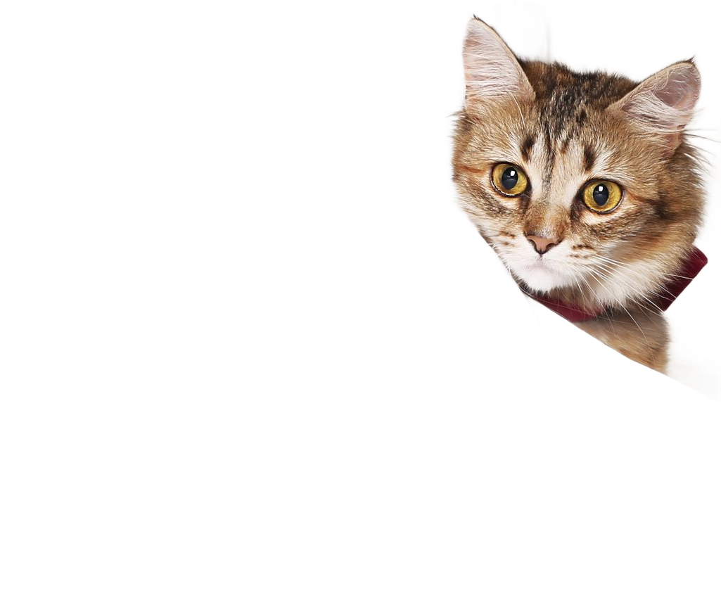 Cat with brown fur and yellow eyes peeking out from the right side of a white background, wearing a red collar. Cat with brown fur and yellow eyes peeking out from the right side of a white background, wearing a red collar.