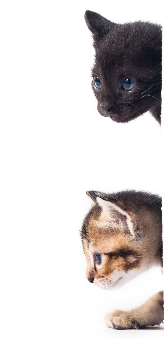 Two kittens peering from behind a white background; one black, one brown tabby. Two kittens peering from behind a white background; one black, one brown tabby.
