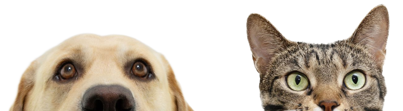 Dog and cat peeking, looking at viewer. Dog has brown eyes, cat has green eyes and tabby fur. Dog and cat peeking, looking at viewer. Dog has brown eyes, cat has green eyes and tabby fur.