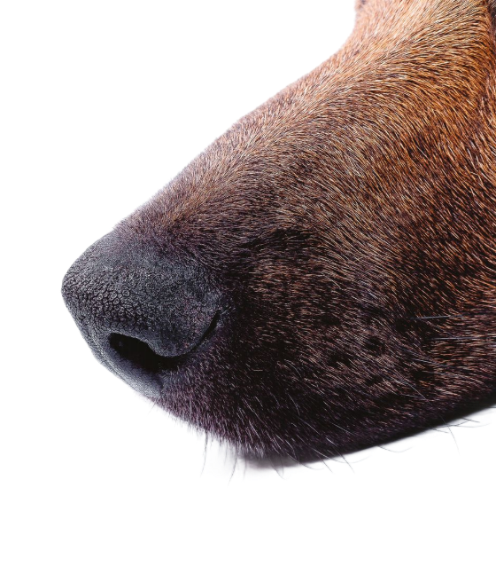 Close-up of a dog's wet, black nose and brown snout against a white background. Close-up of a dog's wet, black nose and brown snout against a white background.