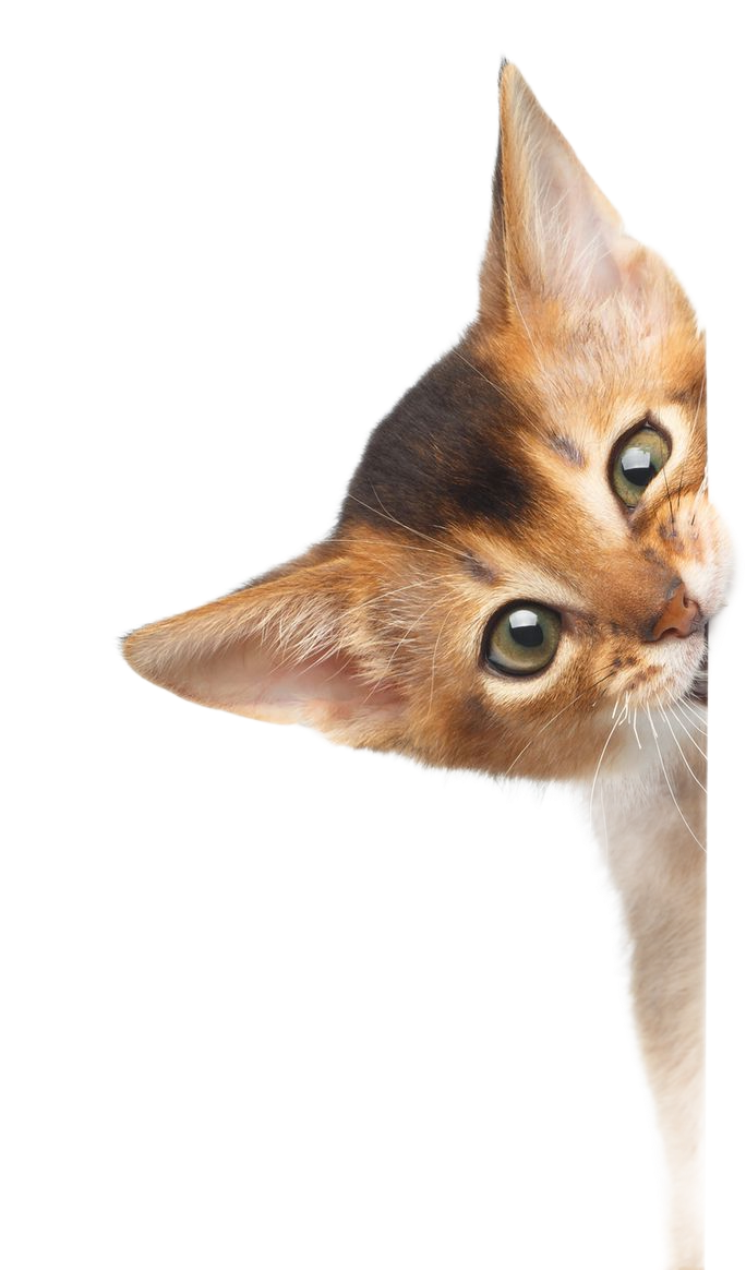 Abyssinian cat peeking around a white corner; light brown fur, curious expression. Abyssinian cat peeking around a white corner; light brown fur, curious expression.