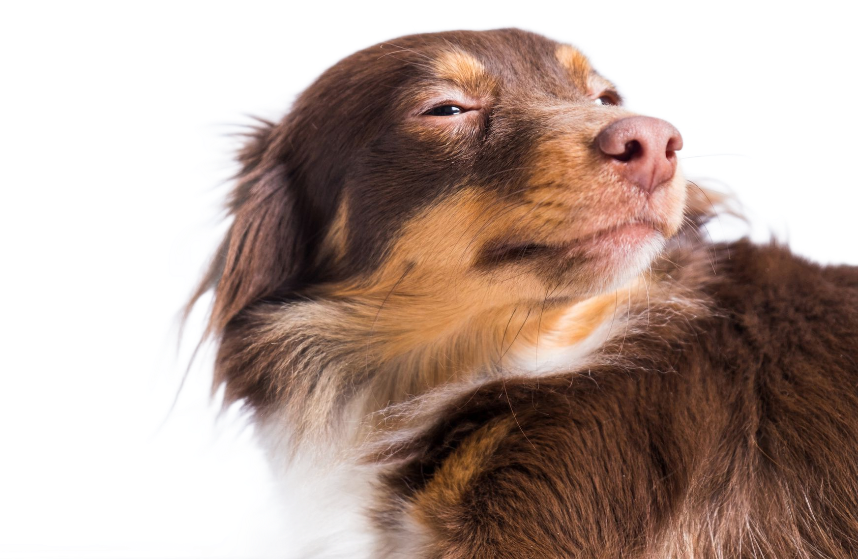 Brown and tan dog with closed eyes, looking upward. Brown and tan dog with closed eyes, looking upward.