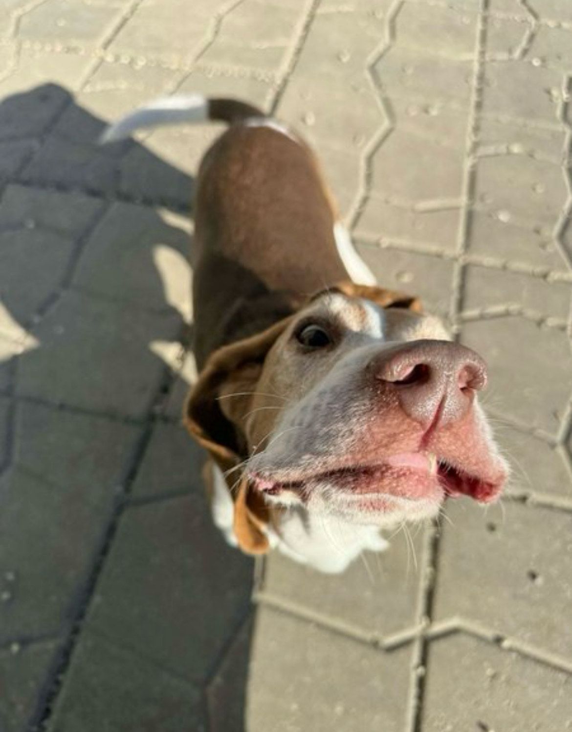 Brown and white beagle looking up with its nose close to the camera, outside on a brick surface. Brown and white beagle looking up with its nose close to the camera, outside on a brick surface.