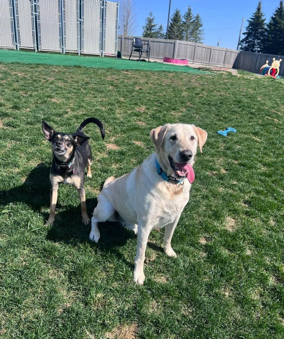 Two dogs, a black and tan one and a yellow lab, sit in a grassy yard. Two dogs, a black and tan one and a yellow lab, sit in a grassy yard.