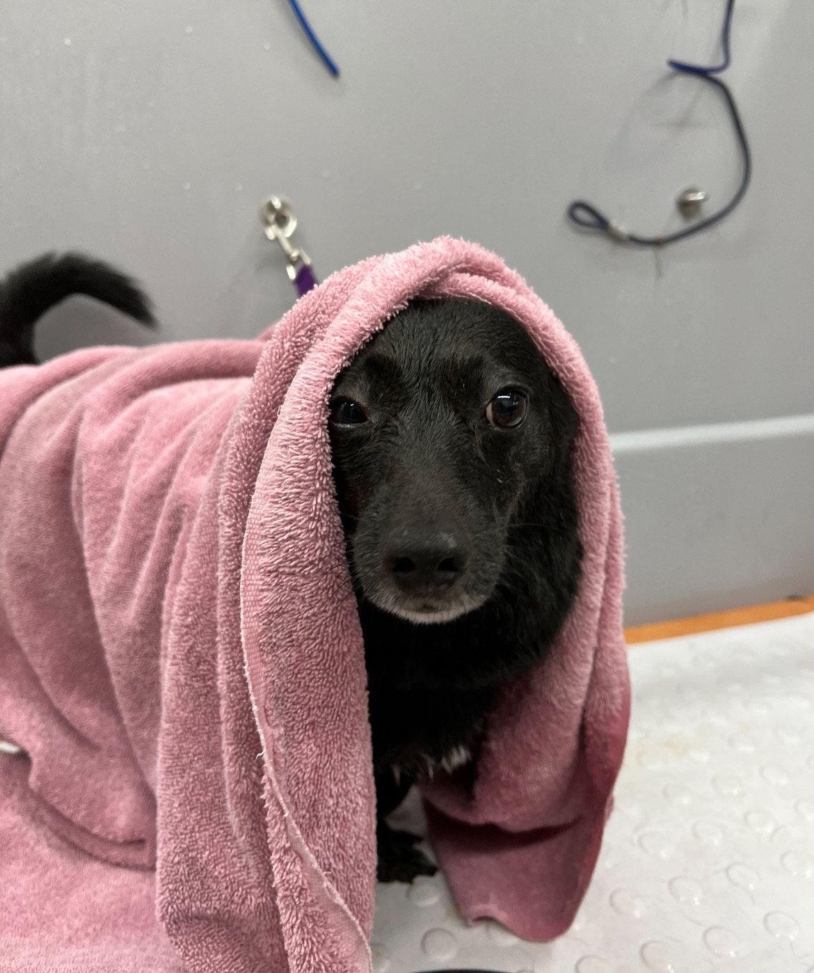 Black dog wrapped in a pink towel, looking directly at the camera. Black dog wrapped in a pink towel, looking directly at the camera.