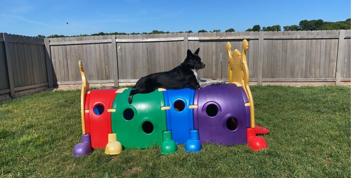 Yellow lab and orange tabby cat sit side by side, the cat licking its lips. Yellow lab and orange tabby cat sit side by side, the cat licking its lips.