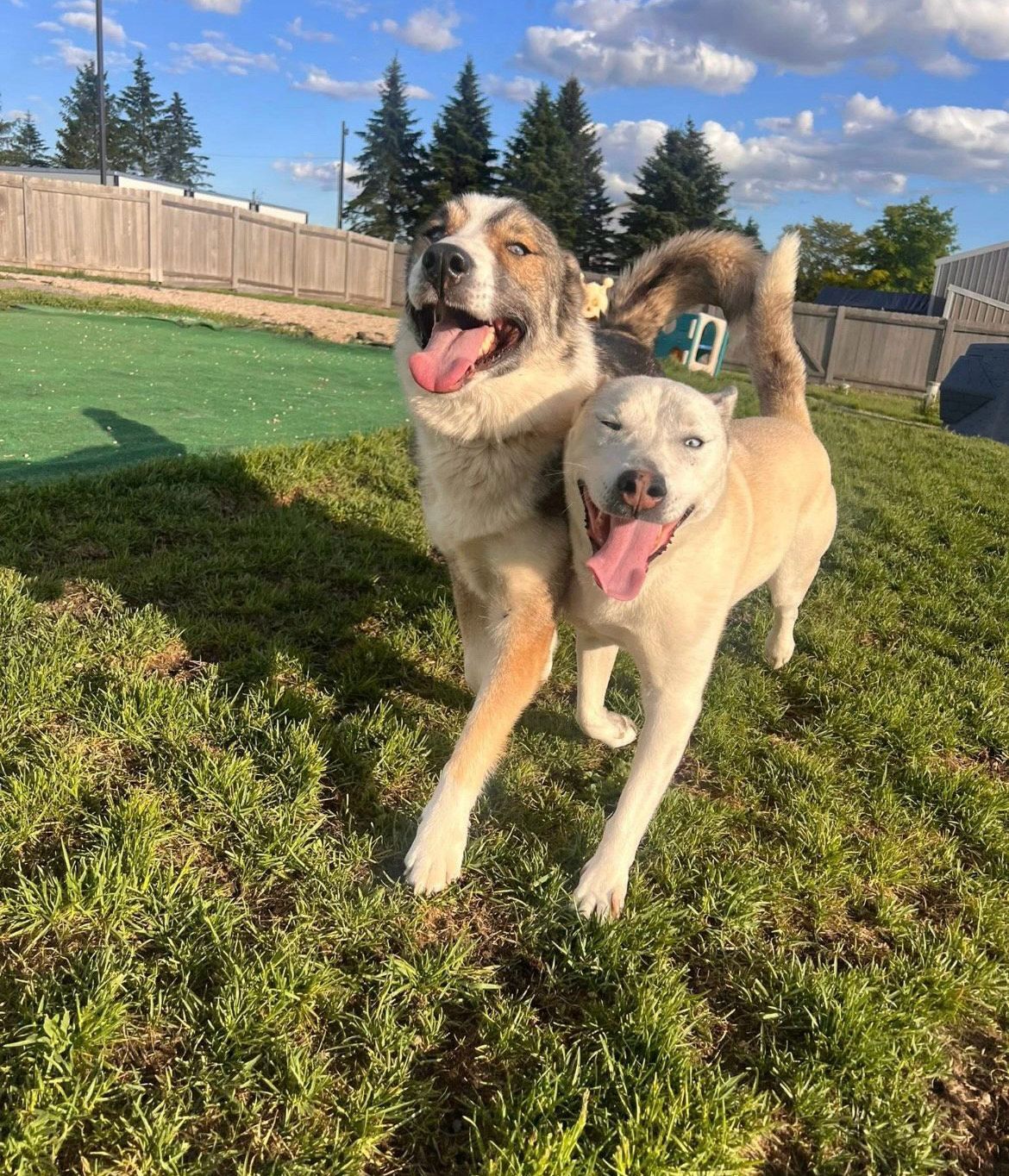 Two dogs, one light and one spotted, running in a grassy yard, both smiling with tongues out. Two dogs, one light and one spotted, running in a grassy yard, both smiling with tongues out.