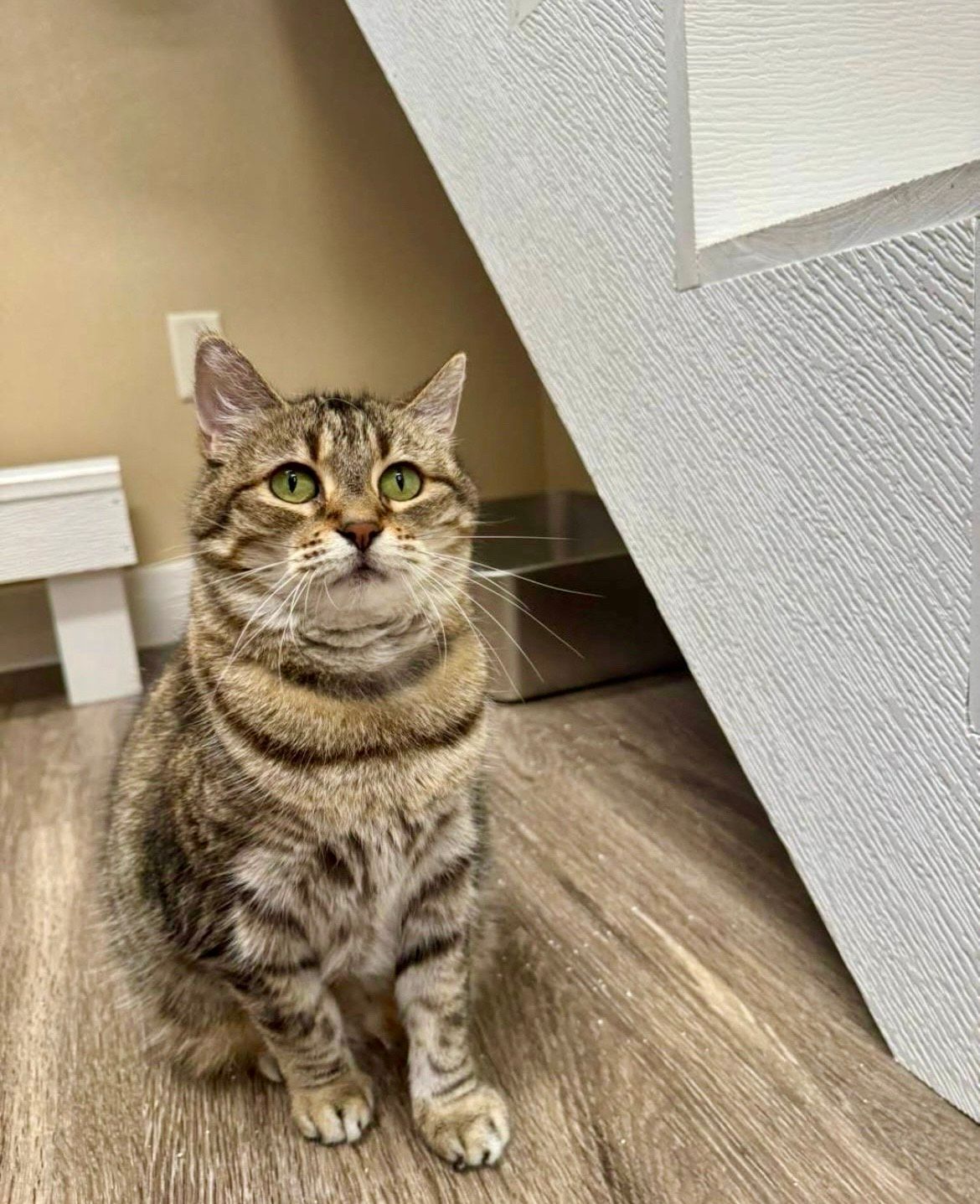 Tabby cat with green eyes sitting on a wood floor, looking upwards, near a white wall. Tabby cat with green eyes sitting on a wood floor, looking upwards, near a white wall.