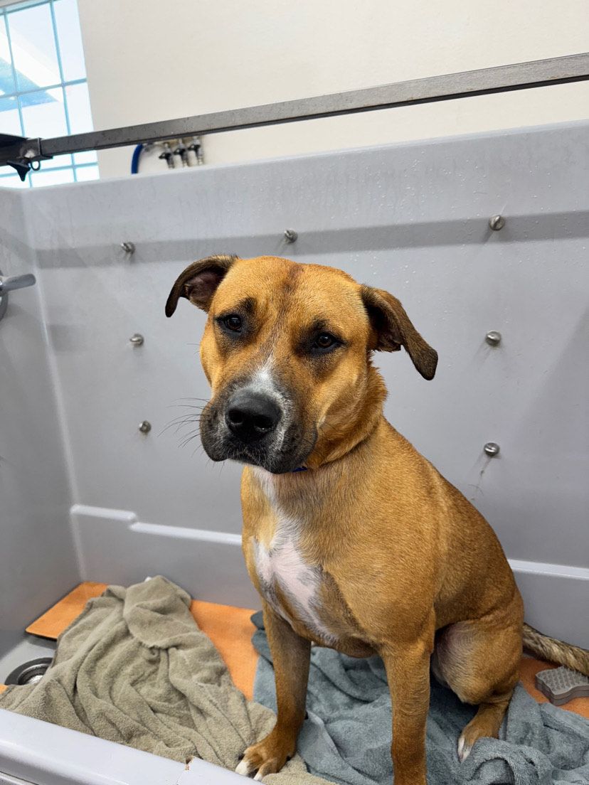 Dog with mottled fur, placing a paw on a smiling tabby cat, both looking up. Dog with mottled fur, placing a paw on a smiling tabby cat, both looking up.